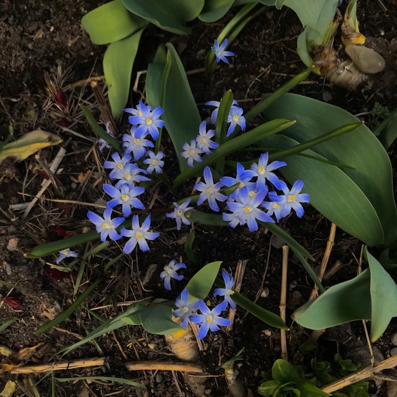 daisylamoureux